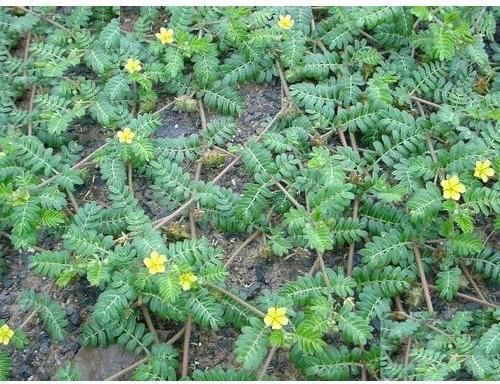 Gokhru Plant