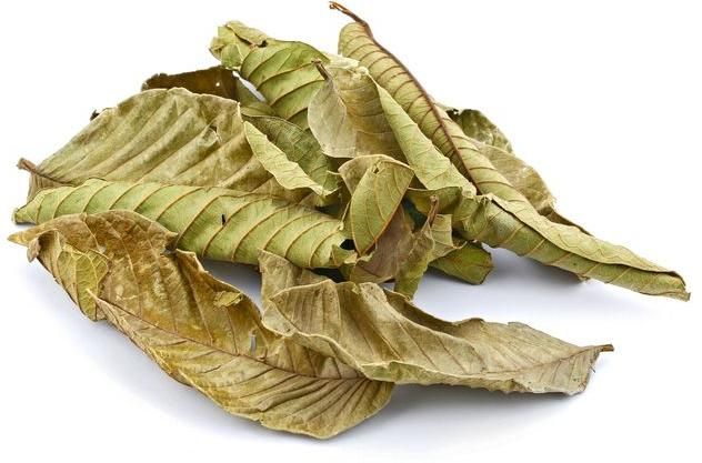 Guava Leaves