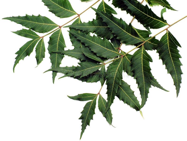 Neem Leaves