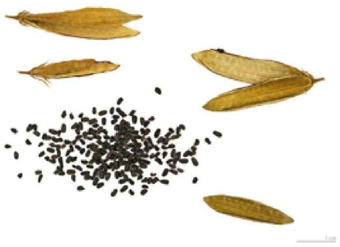 Vinca Rosea Flower Seeds
