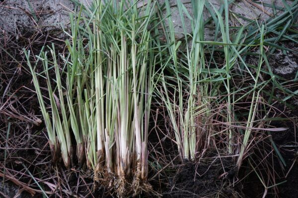 Lemongrass Planting Slip