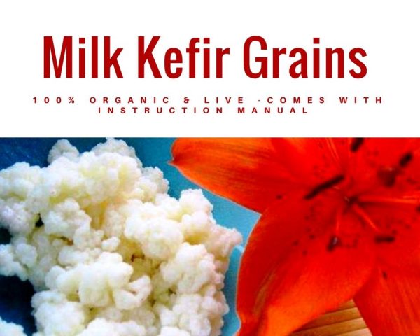 Milk Kefir Grains