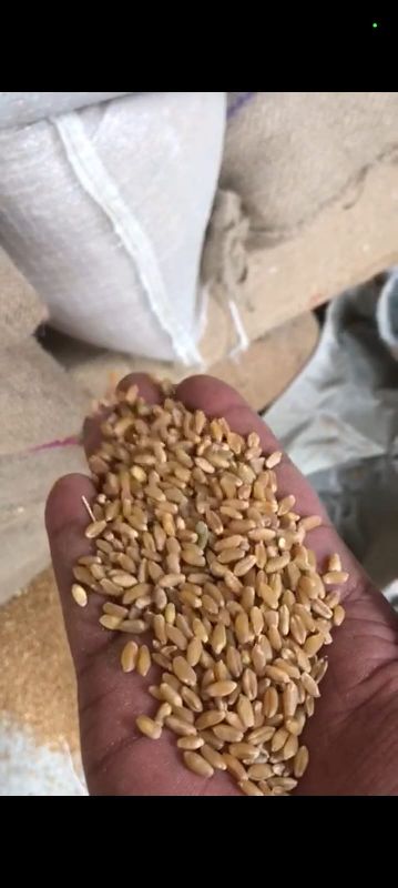 malav raj wheat seeds