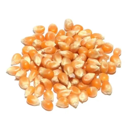 Imported Popcorn Seeds