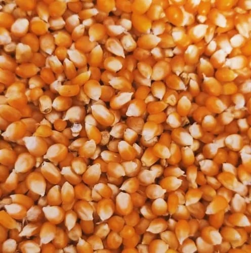 Orange Popcorn Seeds