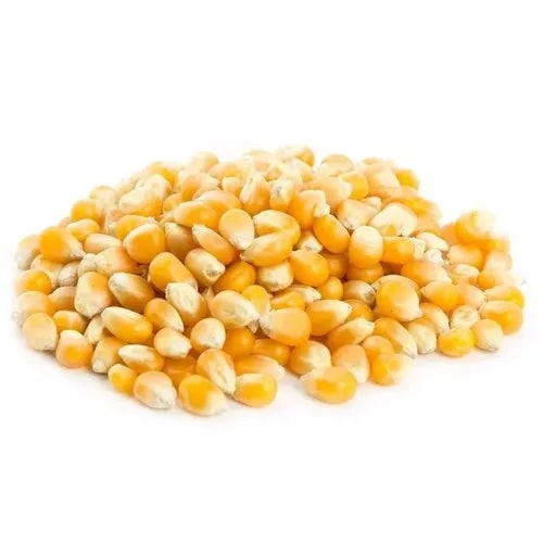 Organic Popcorn Seeds