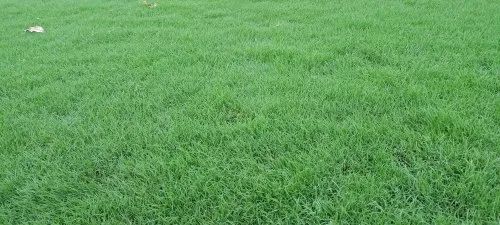 Green Selection Grass