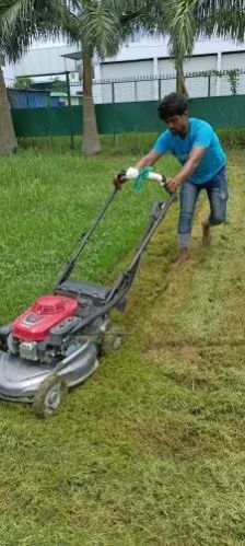 Grass 2025 cutting service