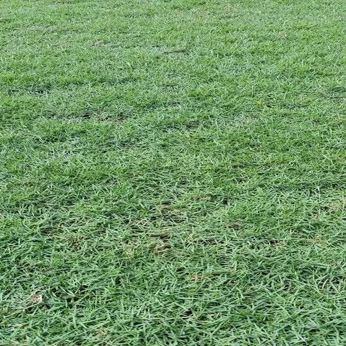 Natural Mexican Lawn Grass