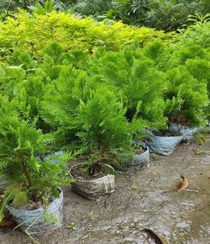 Outdoor Arborvitae Plant