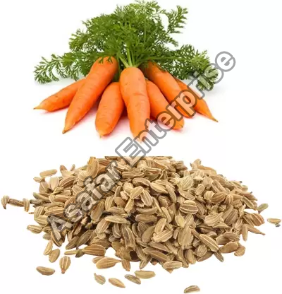 Carrot Seeds