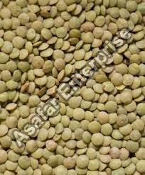 Green Lentils