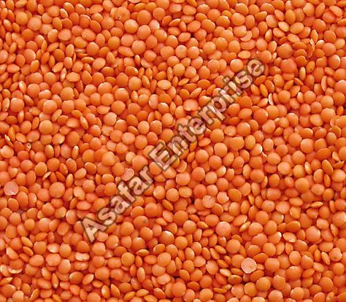 Red Lentils