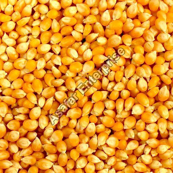 Yellow Corn Seeds