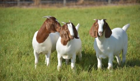 Boer Goat