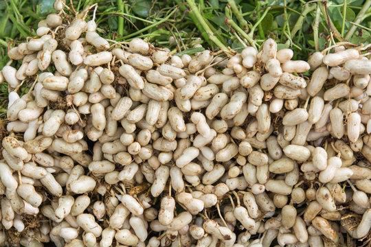 Shelled Groundnuts