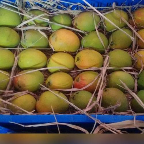 Pure Hapus Mango