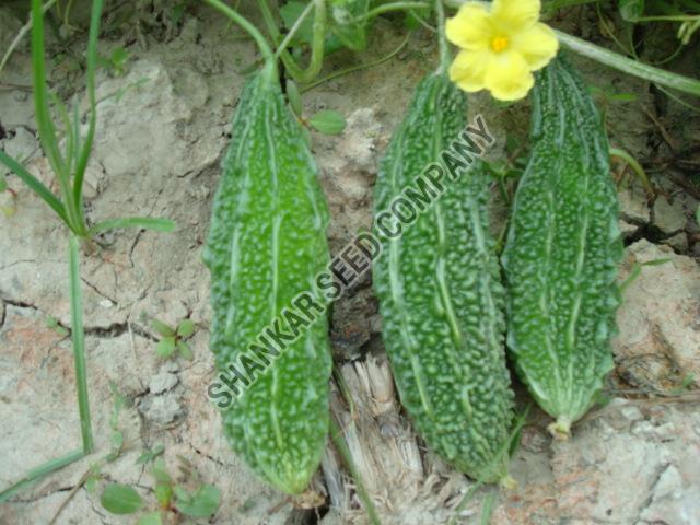 Jaunpuri Bitter Gourd Seeds