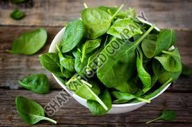 Spinach Leaves Seeds