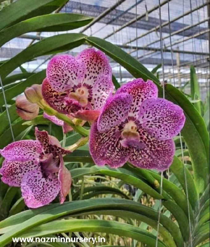 Orchid Flower Plant