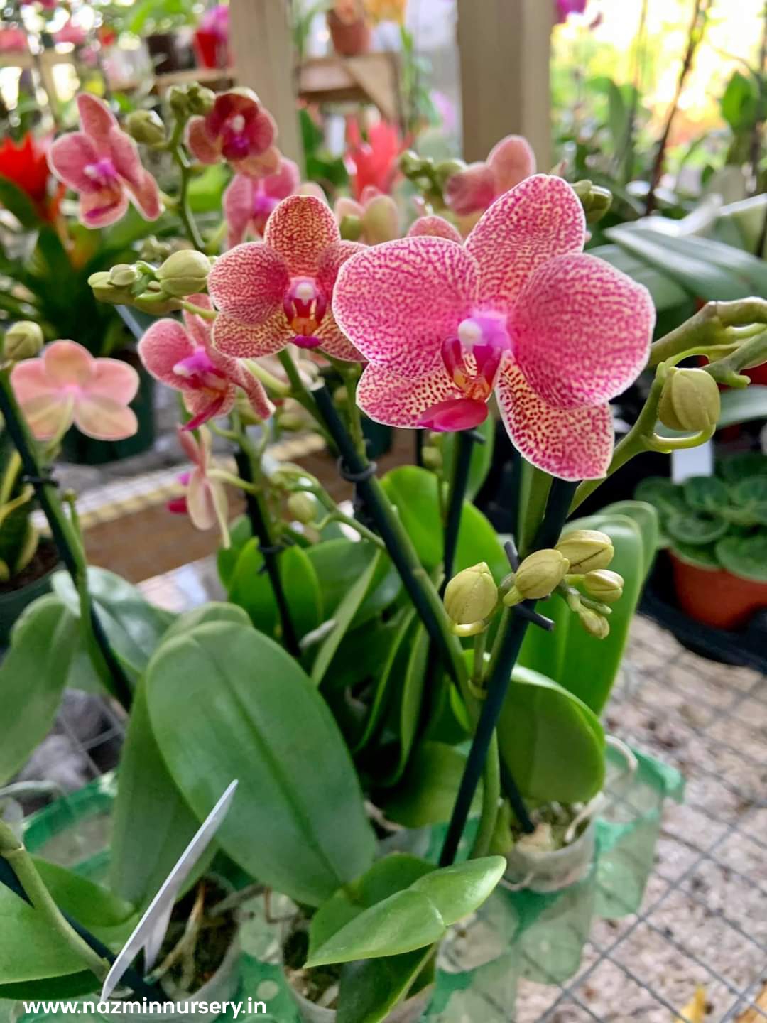 Vanda Orchid Flower Plant
