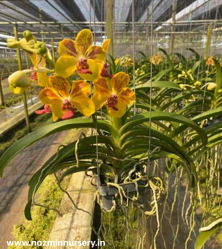 Vanda Orchid Flower Plant