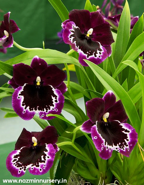 Vanda Orchid Flower Plant