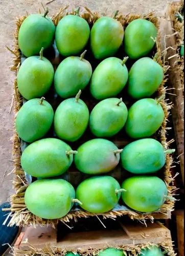 Fresh Ratnagiri Alphonso Mango