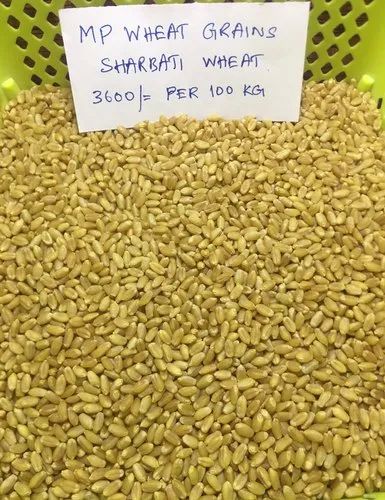MP Sharbati Wheat