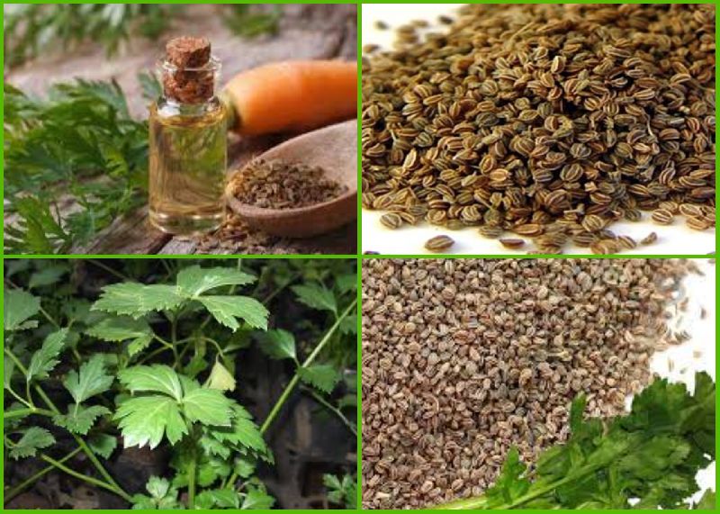 Celery Seed Oil