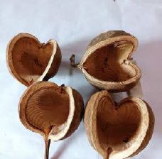 Buddha Nut Dried Flower