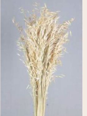 Dried Job Grass