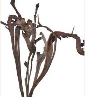 Dried Natraj Branches
