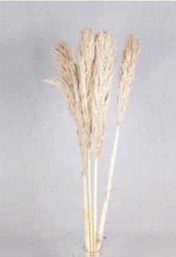 Dried Natural Pampas Grass