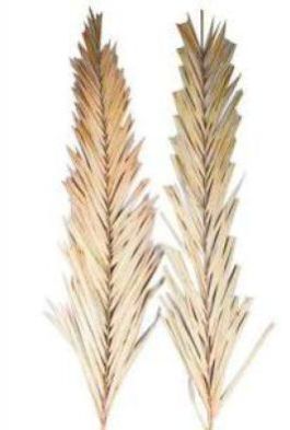 Dried Palm Leaves