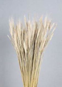Dried Wheat Grass