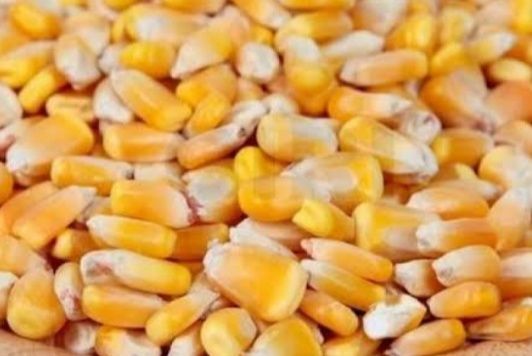 Hand prepare rice