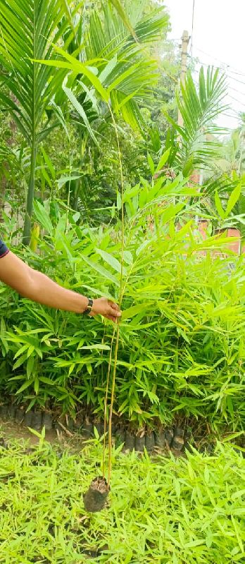 Dendrocalamus Brandisii Bamboo Plant
