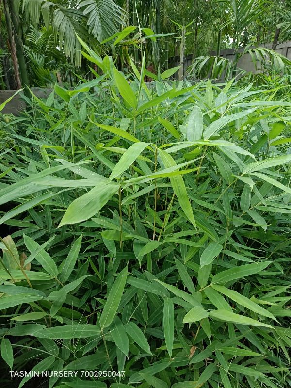 Green Vulgaris Bamboo Plant