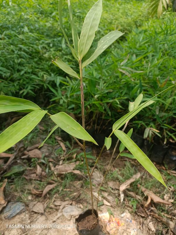 T Oliveri Bamboo Plant