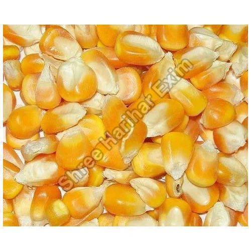yellow maize