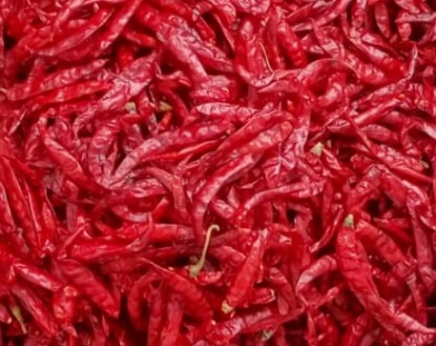 Teja S-17 Dried Red Chilli