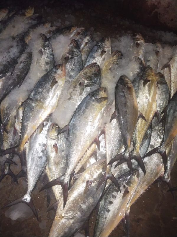 King Fish at best price in Porbandar by Poonam Ice & Cold Storage