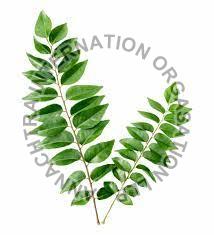 Curry Leaf