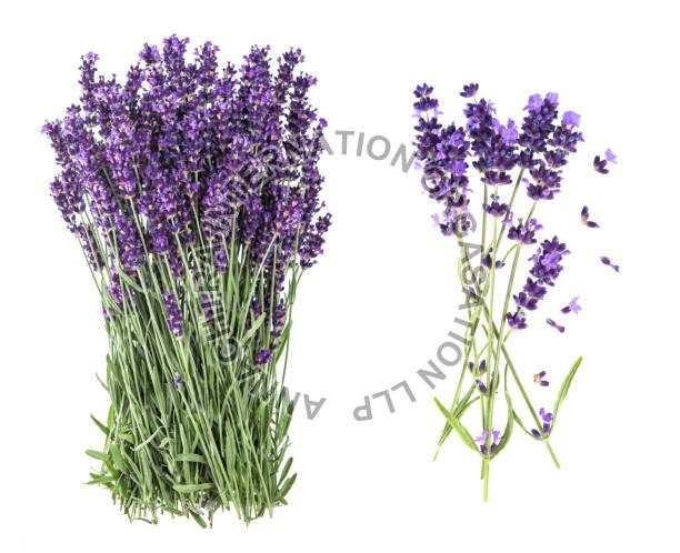 Lavender Leaves