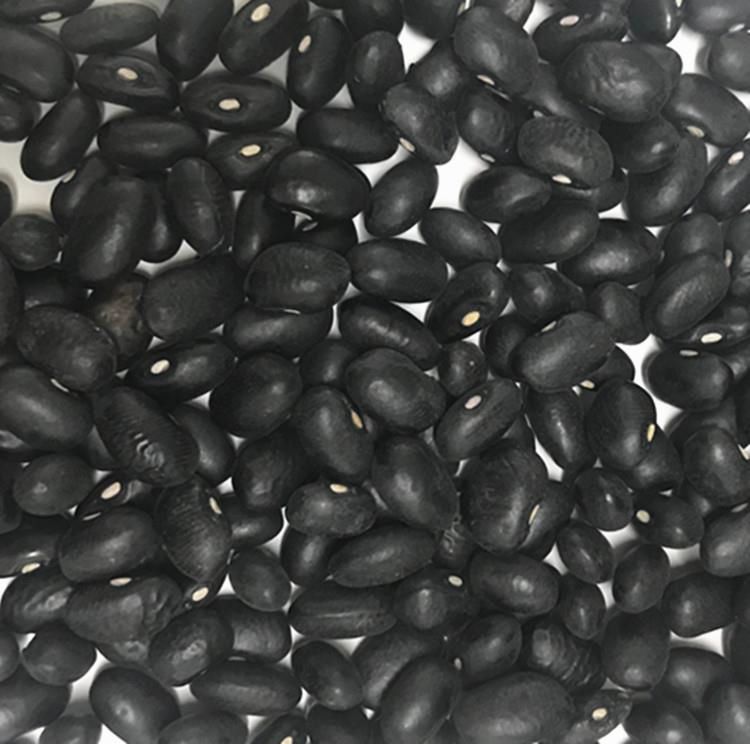 Black Kidney Beans