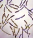 Bacillus Clausii 100bsg