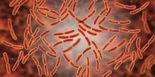 Lactobacillus Acidophilus 100bc/g