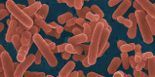 Lactobacillus Reuterii 100bc/g