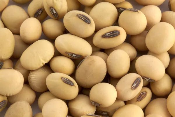 Fresh Soyabean  